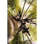Nourishing Body Bath - Coconut Oil