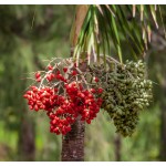 Coffee Bloom Scrub